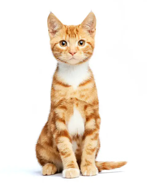 Photo of Adorable ginger red tabby kitten sitting, curious and isolated on white background.