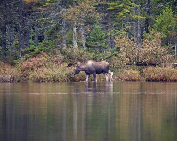 istock Fall trees around water in Maine, with Moose in lake 1127211025