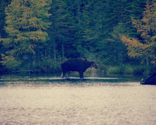 istock Fall trees around water in Maine, with Moose in lake 1127211087