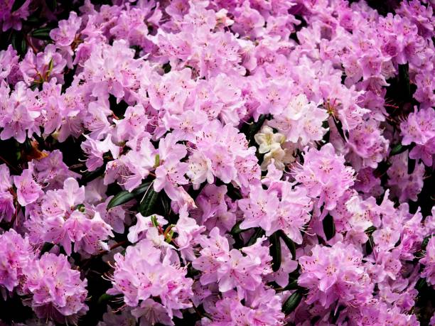 Pink rhododendron close up, spring-themed background