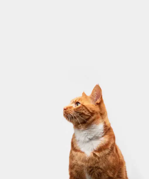 Close up of a red tabby cat looking off to the side with plenty of room for text.