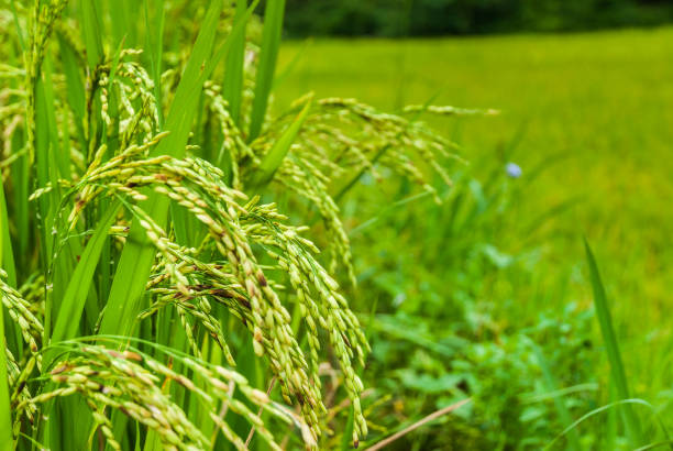 istock fresh rice paddy in field. Agriculture, food. 1127211257