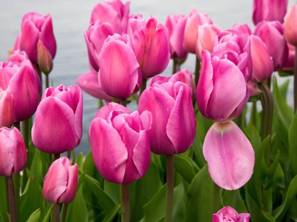 istock Tulips on the Sidney BC waterfront 1127212524