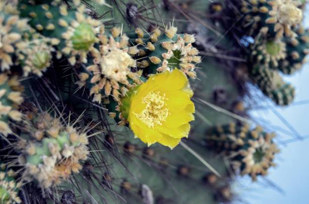 istock Bright Yellow Flower grown from cactus 1127212583