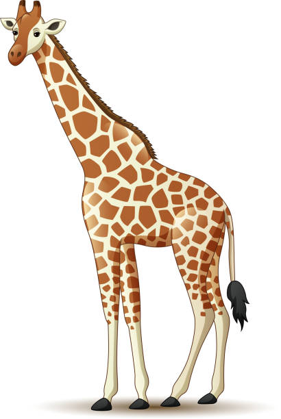 cartoon-giraffe isoliert auf weißem hintergrund - animal animal neck cute safari animals stock-grafiken, -clipart, -cartoons und -symbole