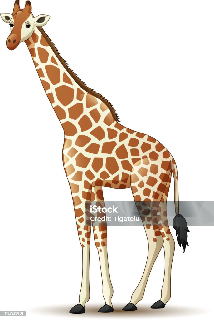 Cartoon Giraffe Isolated On White Background Stock Illustration - Download  Image Now - Giraffe, Cartoon, Africa - iStock