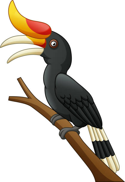 cartoon hornbill vogel isoliert auf weißem hintergrund - nashornvogel stock-grafiken, -clipart, -cartoons und -symbole