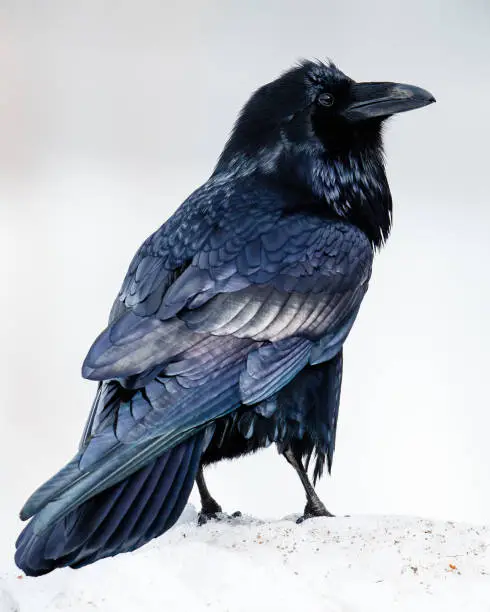 A raven displays the many colors of its feathers back-dropped against winter snow.