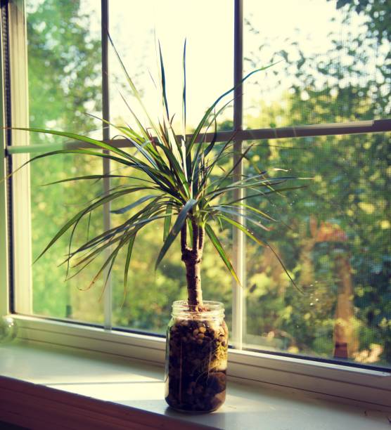 istock Madagascar Dragon Tree in glass jar sitting on windowsill 1127215059