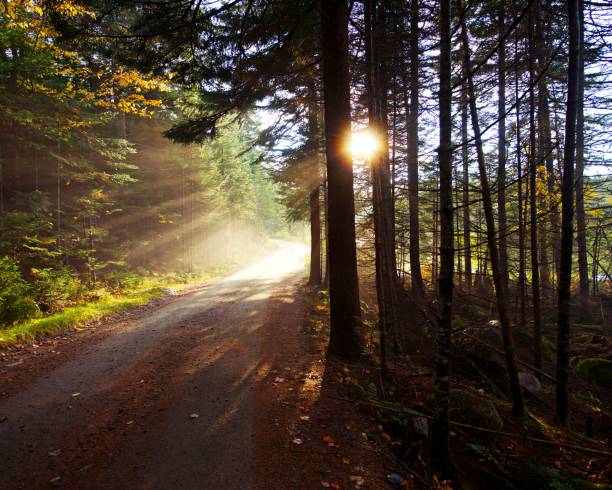 istock Misty afternoon light poking through the path of trees 1127218656