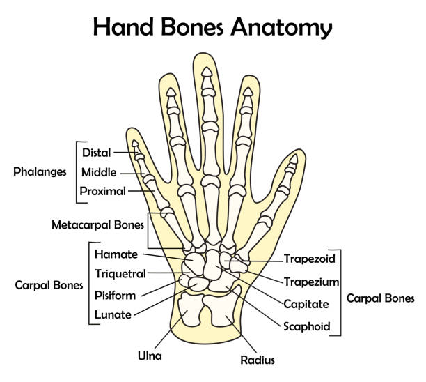 anatomia kości dłoni z ilustracją wektora szczegółowego - metacarpal stock illustrations