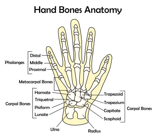 анатомия кости руки с иллюстрацией вектора детали - metacarpal stock illustrations