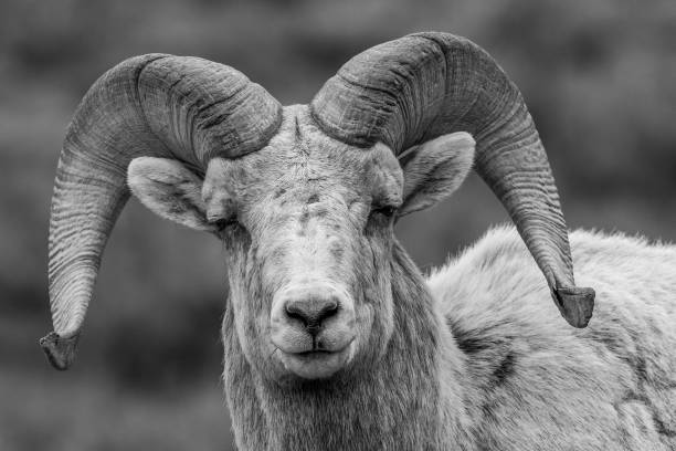 istock Bighorn Stare 1127219872