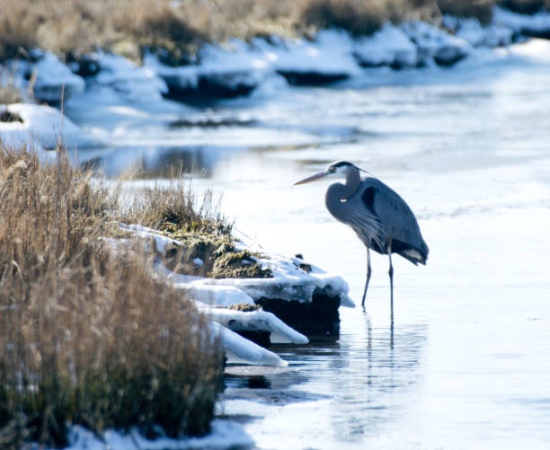 istock Great blue heron hunting in icy water 1127223269