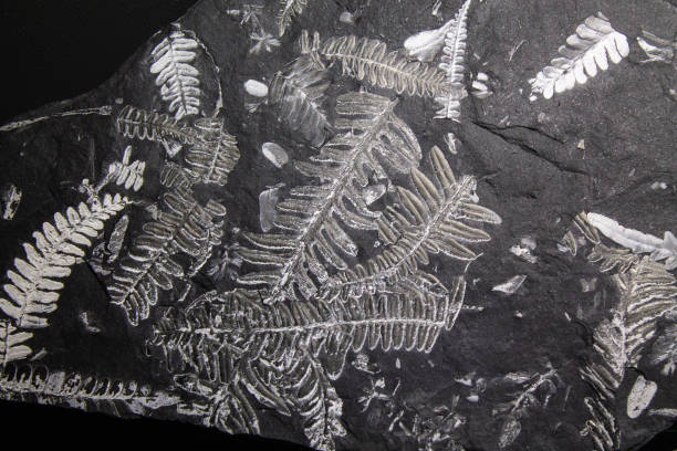 fósiles helechos y otras plantas. la piedra más antigua con grabados de plantas - fossil leaves fotografías e imágenes de stock