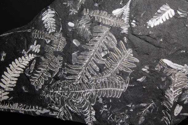 ископаемый папоротник и другие растения. самый древний камень с отпечатками растений - fossil leaves стоковые фото и изображения