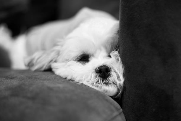 white dog just up from nap