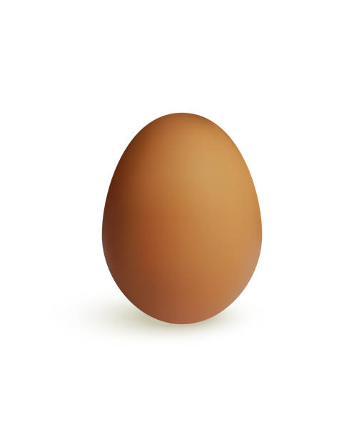 ilustrações de stock, clip art, desenhos animados e ícones de brown chicken egg isolated on white background. vector illustration. - white background brown animal egg ellipse