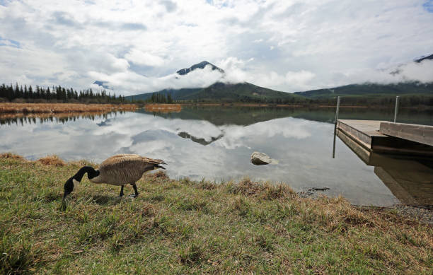 istock Canada goose  - Vermilion Lake 1127229304