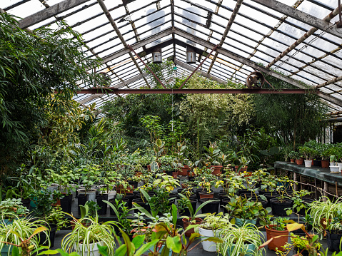 Greenhouse with a large amount of colors and plants. The greenhouse with houseplants. The daylight gets through glass windows.