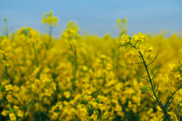 istock Rape flowers full of yellow fields 1127230631