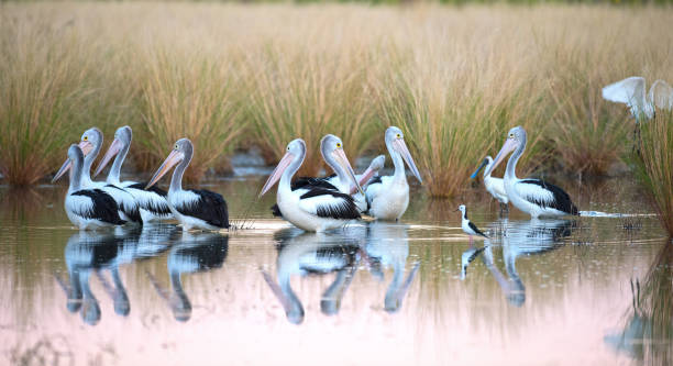 istock flock of pelicans 1127233081
