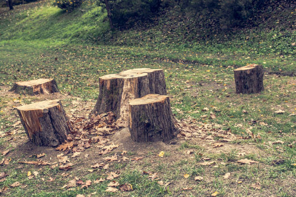 istock Deforestation. Stump of tree after cutting forest 1127234501