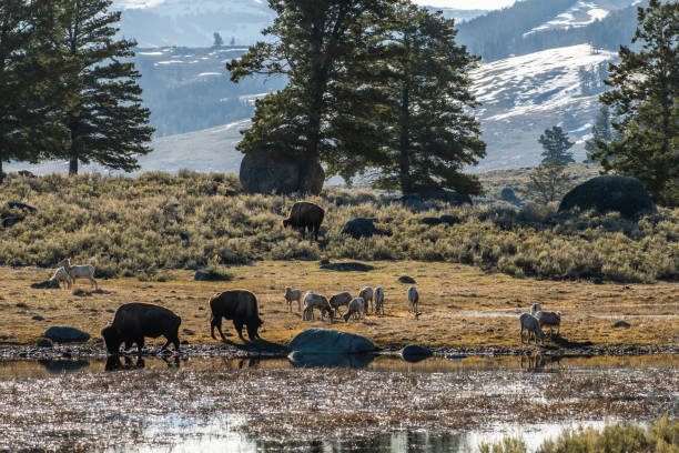 istock Bison and Big Horn sheep together 1127234617