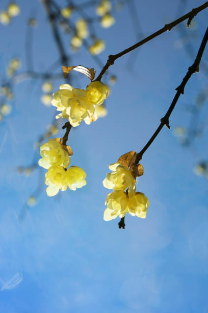 istock blooming yellow wintersweet and a blue sky 1127235358