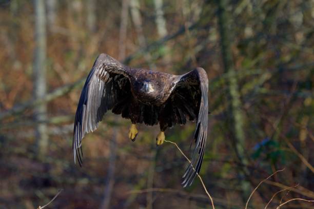 istock Juvenile bald eagle powers towards the camera as it takes off through the bushes in Goldstream Provincial Park 1127236852