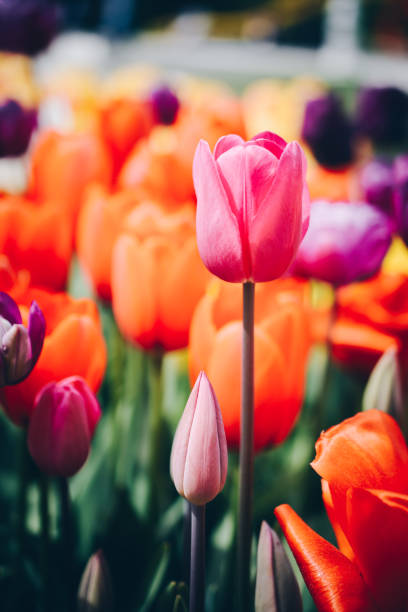 istock Beautiful tulips flower in tulip field in spring 1127237144