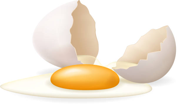 illustrations, cliparts, dessins animés et icônes de jaune d’oeuf blanc cassé oeuf craqué ouvert pâques coquillère conception 3d réaliste icône isolé illustration vectorielle - eggs animal egg cracked egg yolk