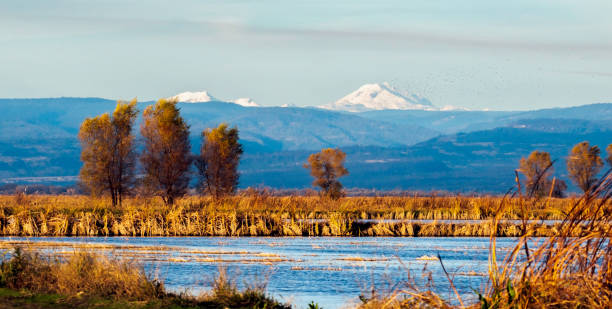 mt. lassen z pól ryżowych - mt lassen zdjęcia i obrazy z banku zdjęć