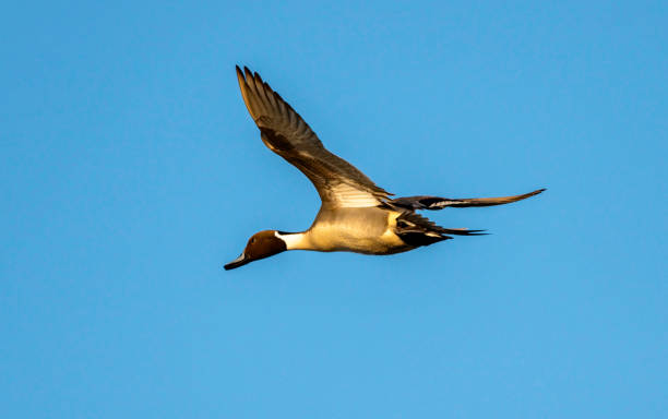 istock Northern Pintail Duck in Flight 1127239877