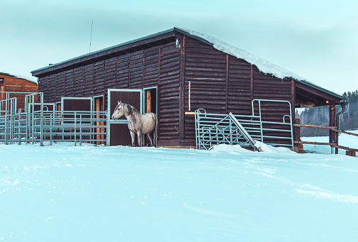 Portrait of nice brown, grey horse standing in door of stable