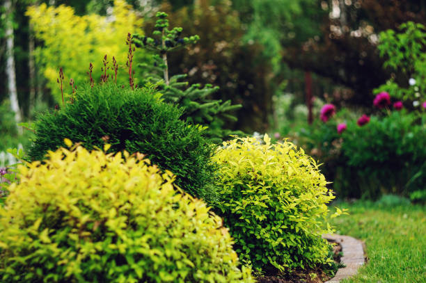 istock private summer cottage garden view with mixed border. Decorative shrubs, conifers and perennials planted together 1127241203