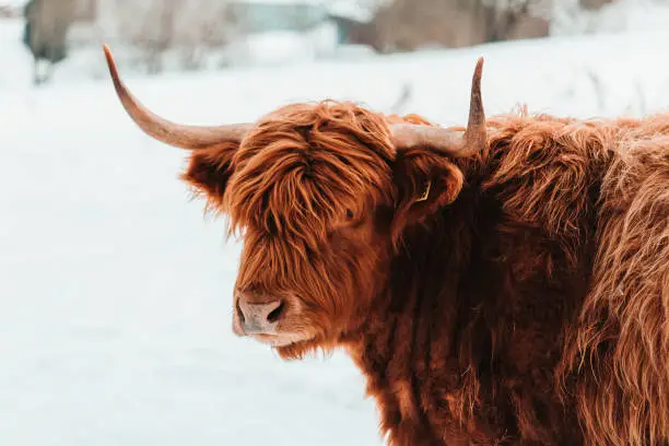 Portrait of highland cattle brown cow from front in winter landscape