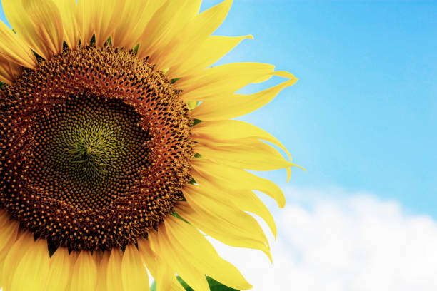istock Sunflower closeup at sky. 1127245400