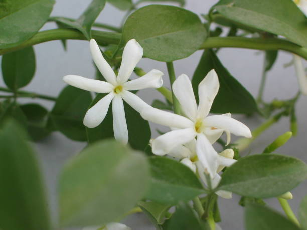 Jasminum officinale Jasminum officinale is so ancient in cultivation that its country of origin, though somewhere in Central Asia jasminum officinale stock pictures, royalty-free photos & images