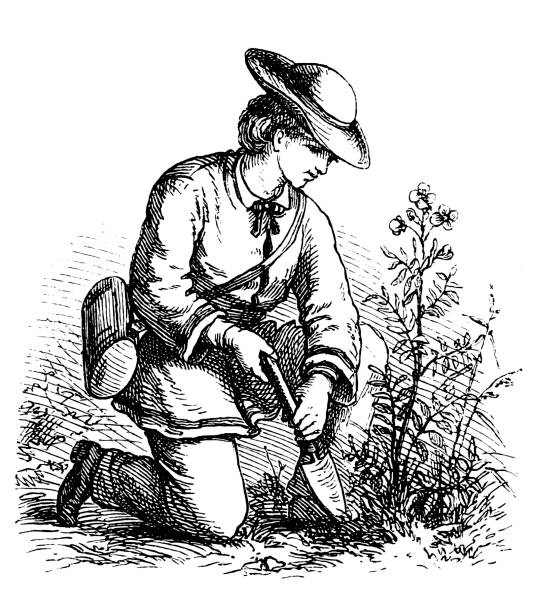 młoda kobieta używająca łopaty do kopania - engraving women engraved image british culture stock illustrations