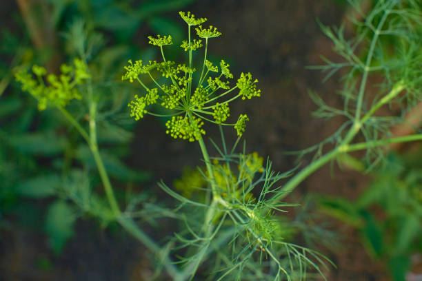 цветущие травы укропа растение - fennel plant herb cultivated стоковые фото и изображения