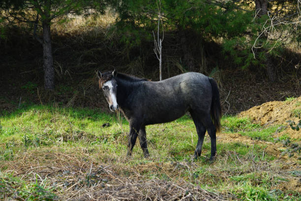 istock Horse mammal nature 1127247087