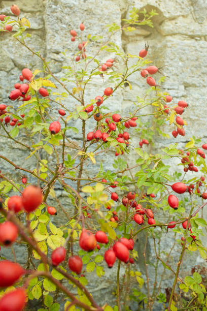 istock Berries of a dogrose on a bush. 1127247119