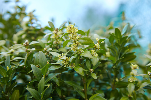 Berberys Thunberga 'Aurea' is a deciduous, dense, thorny shrub with an upright shape and golden yellow leaves that turn red and orange-red in autumn and fall off in winter.