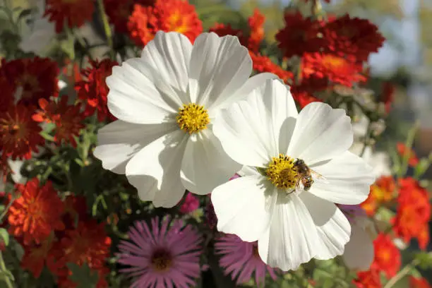 bee collects nectar from flowers on a sunny day