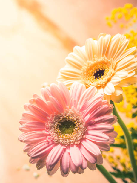 istock Bunch of beautiful flowers gerbera closeup 1127247975