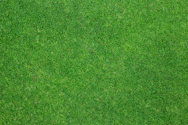 緑の草の背景。背景テクスチャ。 - 芝生 ストックフォトと画像
