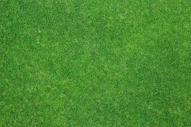 Green grass background. background texture.