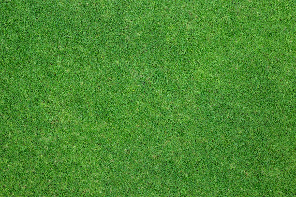 green grass background. background texture. - leafy greens imagens e fotografias de stock