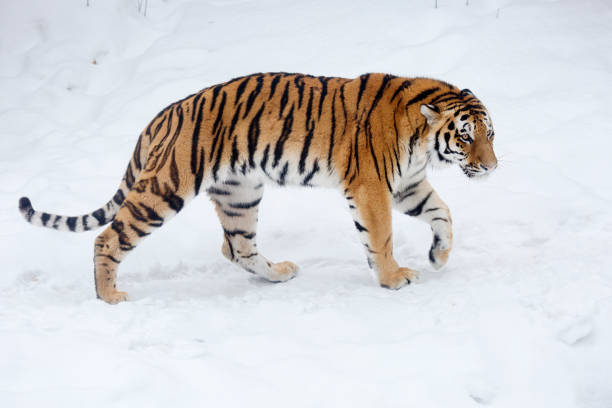 istock Amur leopard, or Siberian tiger. 1127249150